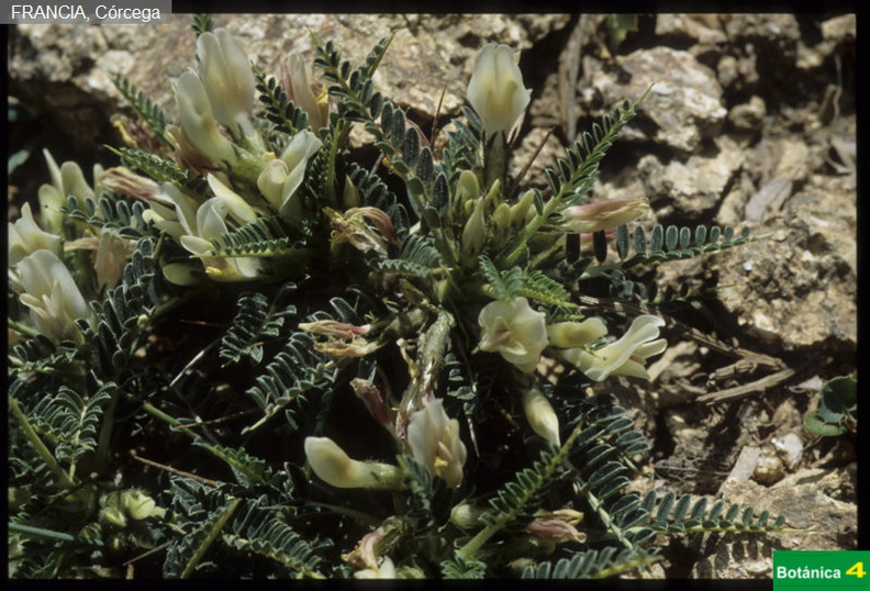 Astragalus sirinicus ssp.jpg