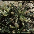 Astragalus sirinicus ssp. sinargenticus