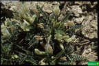 Astragalus sirinicus ssp. sinargenticus