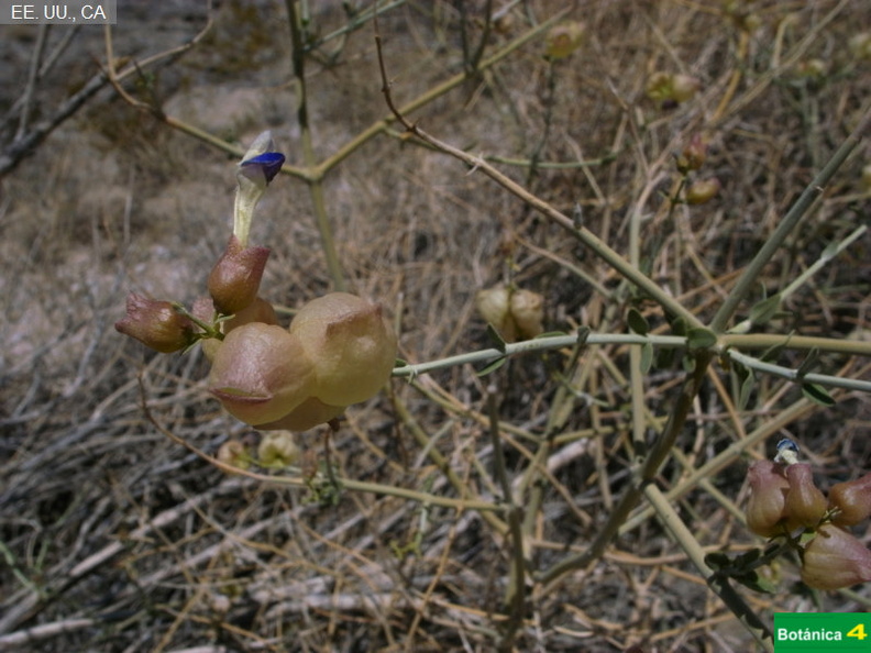 Astragalus sp.jpg