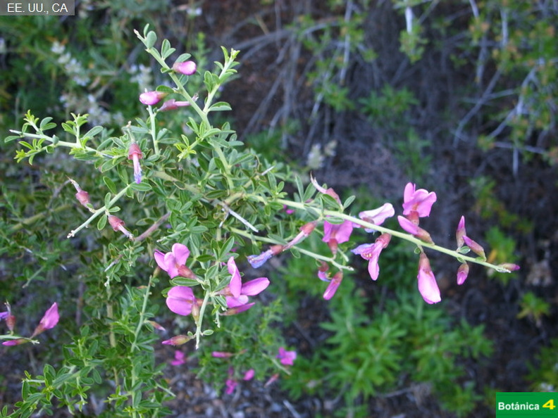 Astragalus sp-1.jpg