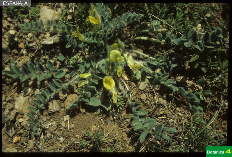 Astragalus tremolsianus fdl.jpg