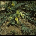 Astragalus tremolsianus