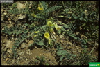 Astragalus tremolsianus