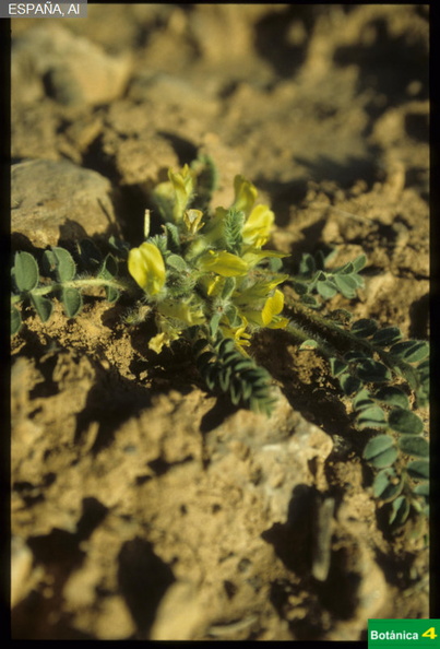 Astragalus tremolsianus fdl-1.jpg