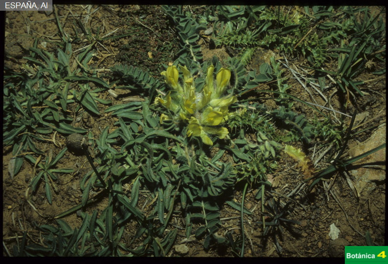 Astragalus tremolsianus fdl-2.jpg