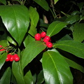 Aucuba japonica  fdl