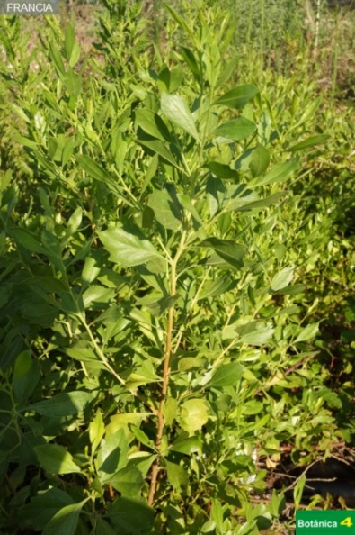 Baccharis halimifolia fdl.jpg