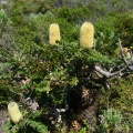 Banksia grandis cf.