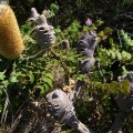 Banksia grandis cf.