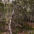 Banksia marginata cf.