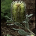 Banksia ornata