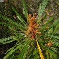 Banksia sp.