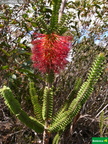 Beaufortia orbifolia