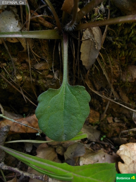 Bellis cordifolia fdl.jpg