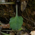 Bellis cordifolia