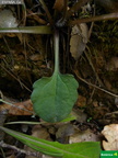 Bellis cordifolia