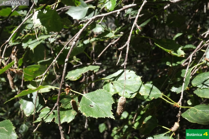 Betula pendula subsp.jpg
