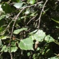 Betula pendula subsp. fontqueri