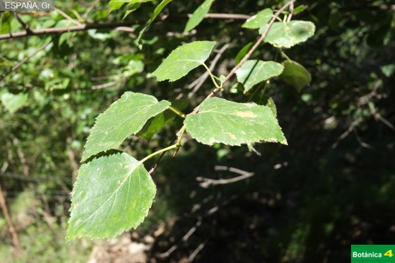 Betula pendula subsp-1.jpg