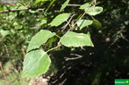 Betula pendula subsp. fontqueri