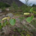 Betula pubescens s. l.