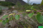 Betula pubescens s. l.