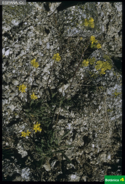 Biscutella intermedia ssp. panana