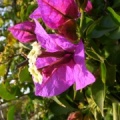 Bouganvillea sp.