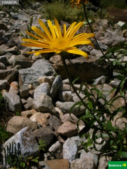 Buphthalmum salicifolium fdl.jpg