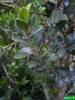 Buxus balearica