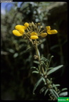 Calceolaria