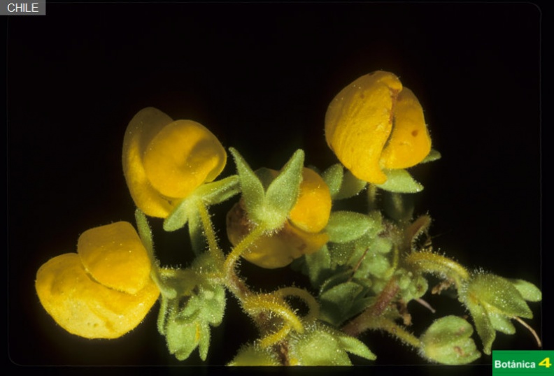 Calceolaria sp.jpg