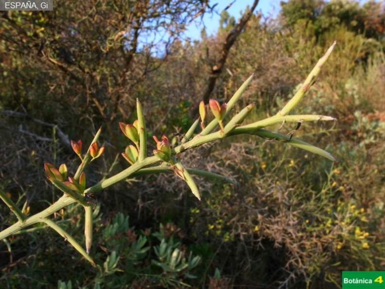 Calicotome villosa fdl-1.jpg