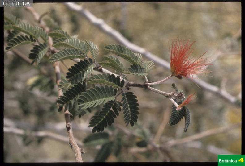Calliandra eriophylla fdl.jpg