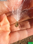 Calotropis procera, semillas