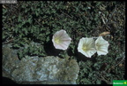Calystegia subacaulis ssp.  subacaulis