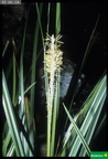 Carex mendozinensis
