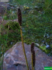 Carex scirpoidea femenino