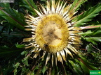 Carlina acanthifolia