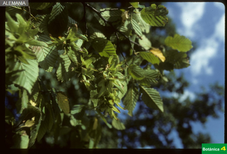 Carpinus betulus fdl.jpg