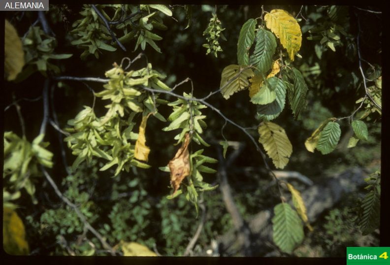 Carpinus betulus fdl-1.jpg