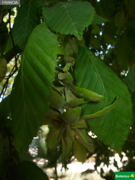 Carpinus betulus fdl-2.jpg