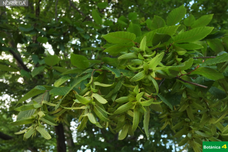 Carpinus betulus fdl-3.jpg
