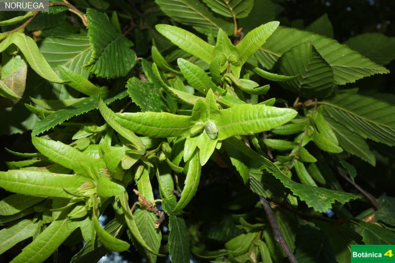 Carpinus betulus fdl-4.jpg