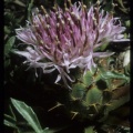 Centaurea borjae