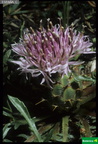 Centaurea borjae