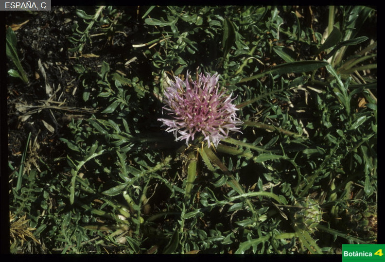 Centaurea borjae fdl-1.jpg