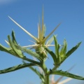 Centaurea calcitrapa fdl-1