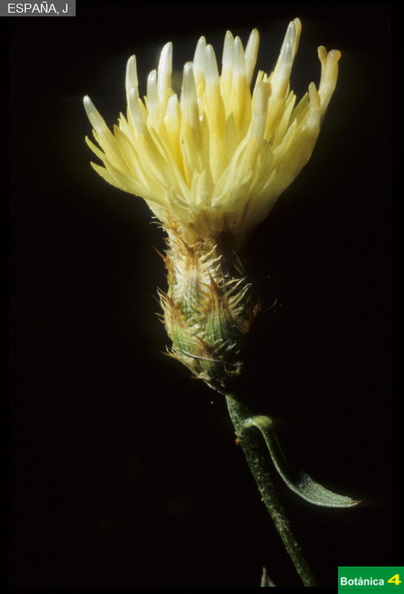 Centaurea citricolor fdl.jpg